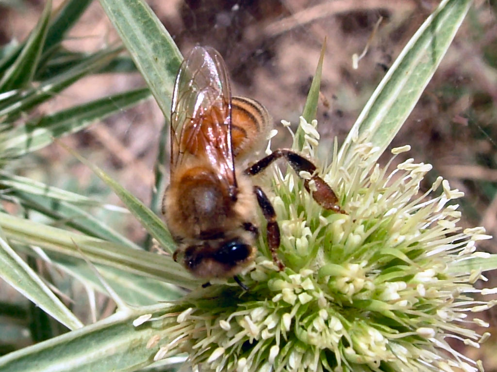 Oedemera: finalmente.. una delle mie sorelline...!